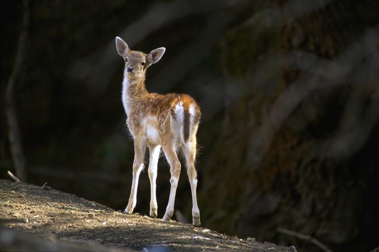 Bourazani Wild Life Resort Konitsa Exterior foto